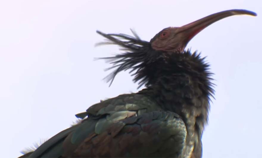 celavi ibis.jpg
